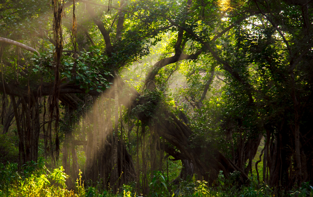 met Mindfulness angst de paas worden